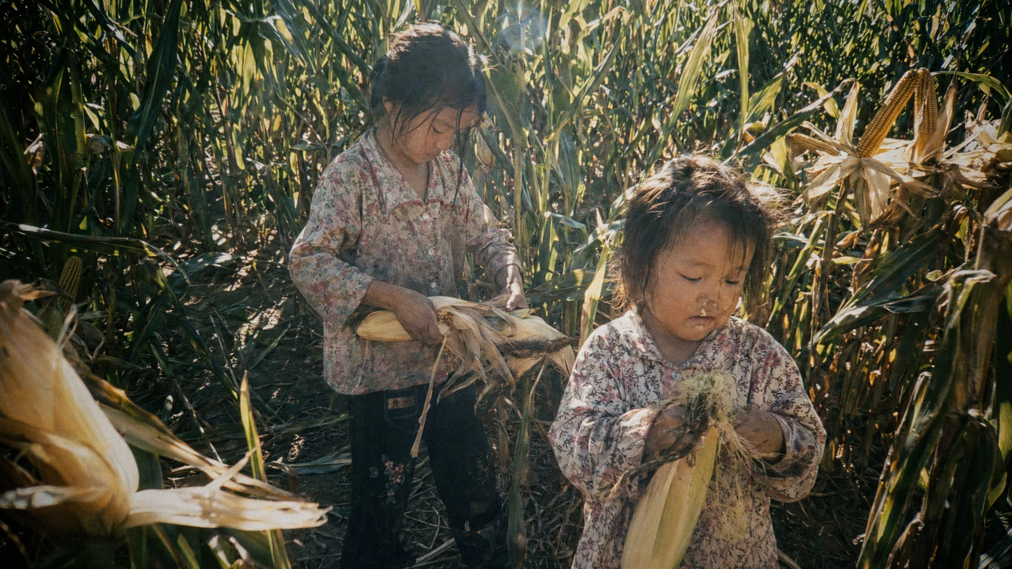 1994年北方农村玉米地，姐妹俩正在掰包谷，午后阳光穿透玉米叶形成光柱